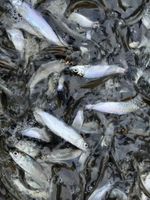 Síh maréna roček1.jpeg